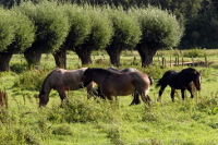 ©  - Pferde auf Weide
