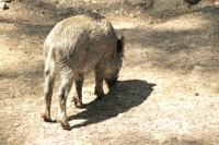 © Foto: Clipdealer / Nutzungsrechte beim Kreis Viersen - Wildschwein