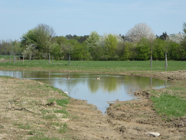 Ausgleichsflächen im Gewerbegebiet Langes Feld