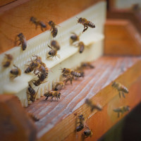 © Foto: Niederrheinisches Freilichtmuseum / Abdruck honorarfrei