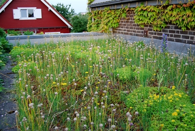 Begrüntes Dach in Bocholt. (Foto: S. Nowara)