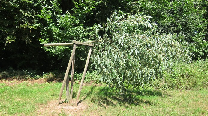 Vandalismus an Bäumen