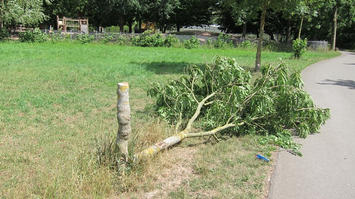Vandalismus an Bäumen