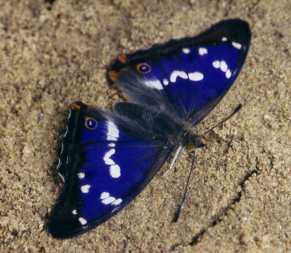 Großer Schillerfalter