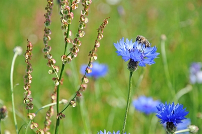 Insekten benötigen Lebensraum - der auch auf Gewerbeflächen entstehen kann. Die Stadt gibt Bocholter Firmen, die ihr Areal naturnah gestalten wollen, jetzt finanzielle Zuschüsse. (Foto: B. Wansing/Stadt Bocholt)