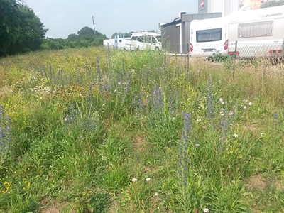 Blumenwiese am Bocholter Industriepark (Foto: Stadt Bocholt)