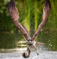 © Foto: Naturpark Schwalm-Nette / Abdruck honorarfrei