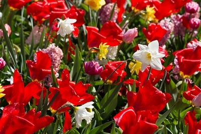 VHS Garten, Blumen
