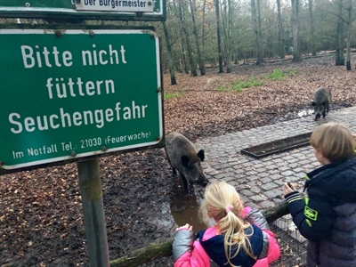 Wildschweingehege Stadtwald