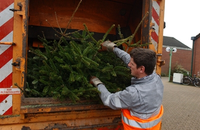 ESB holt Weihnachtsbäume ab