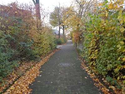 Baumfällarbeiten am Papenkamp 