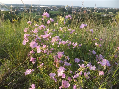 © Carsten Grüneberg