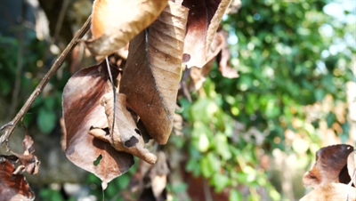 Trockener Baum Ast Stockfoto