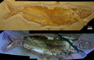 Fossiler Knochenfisch