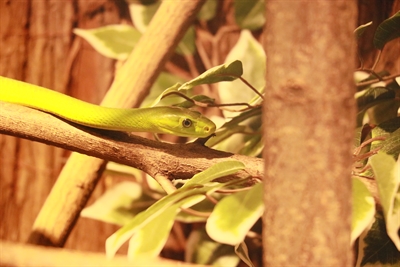 Zart und giftig: Eine Blattgrüne Mamba 