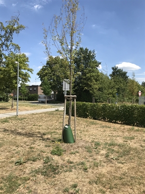 Bauhof beschafft weitere 100 Bewässerungssäcke 