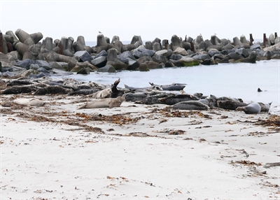 Kegelrobben auf Helgoland (c) Andrea Hein