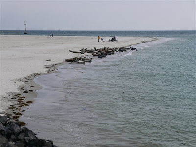 Sanddüne Helgoland (c) Andrea Hein.jpg