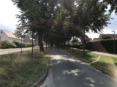Baumpflegearbeiten an der Weseler Landstraße 