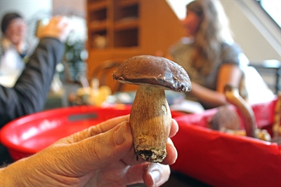Pilze kontrollieren (c) Lisa Heyn