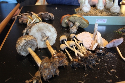 Pilzsprechstunde (c) Lisa Heyn.jpg