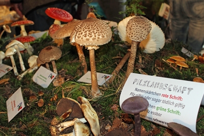 Apfelfest_Frischpilzausstellung-2 (c) Pilzfreunde Osnabrücker Land
