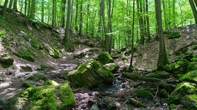 Die Stadt Borken sucht Frauen und Männer, die sich ehrenamtlich für den Schutz von Natur und Landschaft einsetzen möchten. 