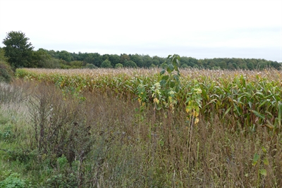 Erntezeit, Herbstbestellung, Ackerruhe – Auch die Natur braucht Ruhezonen und Rückzugsorte