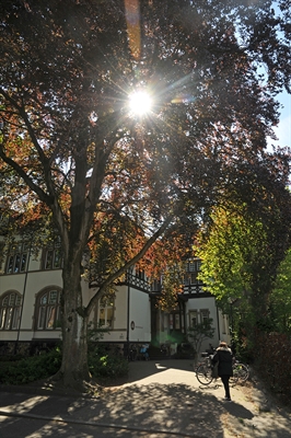 Ökologisch wertvolle Bäume - Blutbuche an der Salierstraße