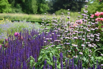 Vorgarten Blumen 2