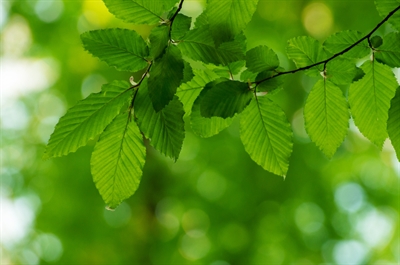 Blätter Baum Stockfoto