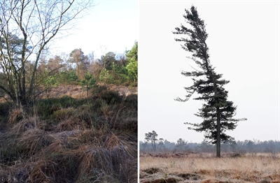 Mittwinterwanderung durchs Burloer Venn in den Achterhoek