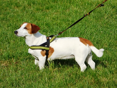 Informationsveranstaltung zur geplanten Hundefreilauffläche