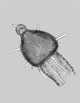 Strahlentierchen_Anthocyrtis grossularia (c) Heribert Cypionka.jpg