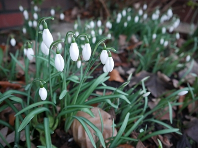 Schneeglöckchen 