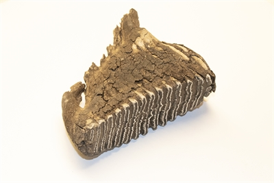 Mammutzahn (c) Lisa Heyn.jpg