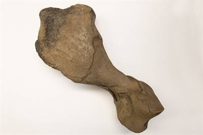 Wollnashornknochen (c) Lisa Heyn.jpg