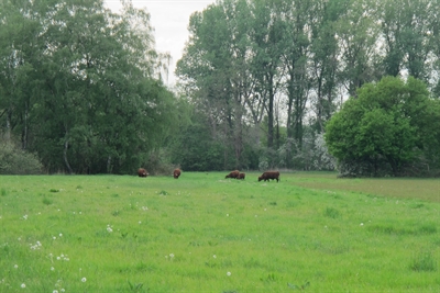 Beweidungsprojekt Emschergenossenschaft und Landesbetrieb Straßen.NRW (04/2020)