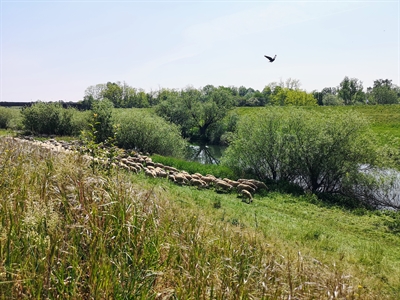 „Lippe-Schafe“ grasen in Dorsten (05/2020)