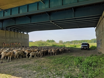 „Lippe-Schafe“ grasen in Dorsten (05/2020)