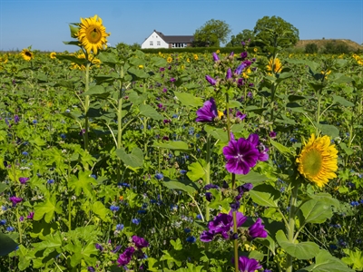 Blumen und Bienen am Hof Emschermündung