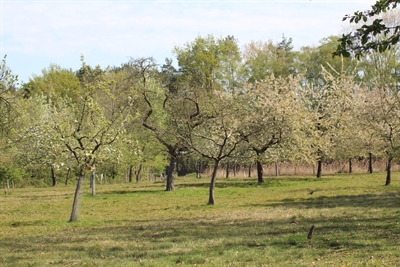 Streuobstwiese im Frühjahr