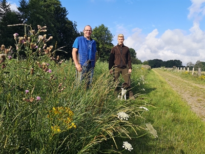 Blühstreifen am Dattelner Mühlenbach (07/2020)