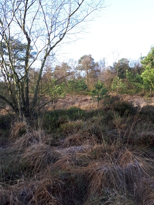 Burloer Kinderwanderung 