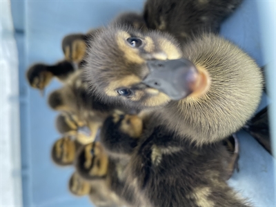 2021-04-Entenfamilie1