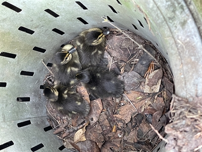 2021-04-Entenfamilie2