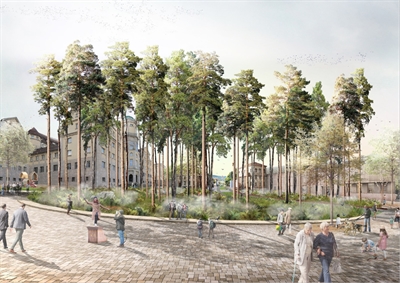 Grimms Wald: Das Baumrund besteht aus hochstämmigen Kiefern