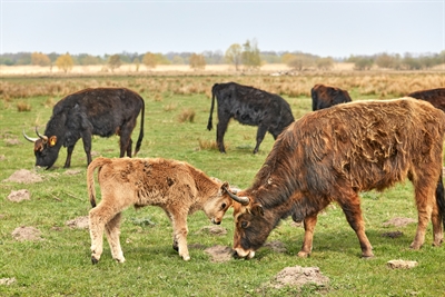 © Münsterland e.V./Philipp Fölting
