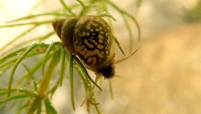 Wasserlebewesen: Gemeine Schnauzenschnecke