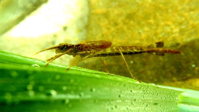 Wasserlebewesen: Gebänderte Prachtlibelle